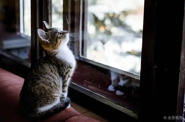 猫_靠近_坐_一个_朝窗外望_高清图片_全景视觉