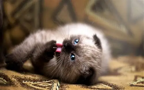 可爱淘气的苏格兰折耳猫动物桌面壁纸图片大全