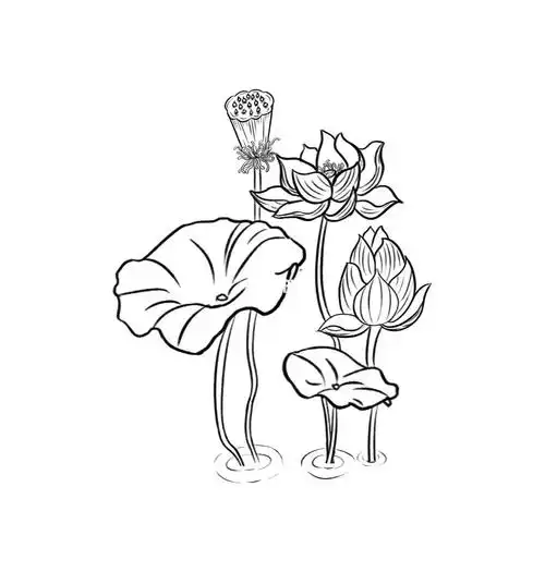荷花荷叶线稿练习