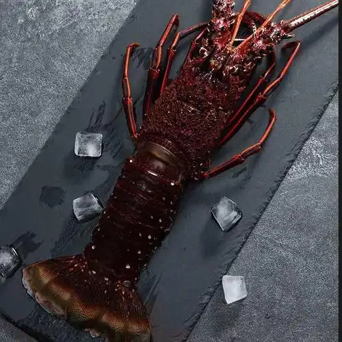 顺丰空运红龙虾澳洲龙虾鲜活冷冻锦绣大龙虾海捕花龙虾海鲜青龙虾大