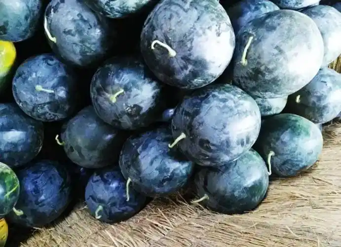 曾经风靡全国的黑皮大西瓜单个重量高达40斤为何现在却不多见了