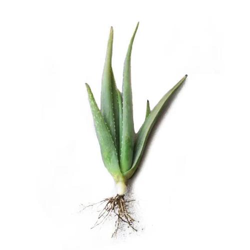 库拉索芦荟室内外盆栽可食用美容补水防辐射除甲醛植物