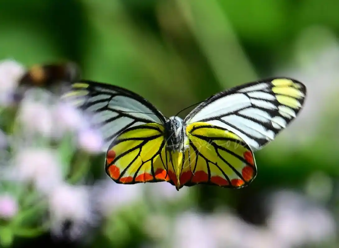 优越斑粉蝶 delias hyparete   曾有人跟我说,拍蝶是讲缘分的.