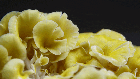 开启寻觅雷达,小众食材哪里藏!