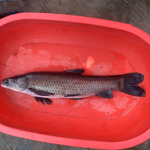 青鱼鲜活现杀螺蛳青乌青鱼螺丝青鱼淡水鲜活草鱼活体现杀15斤左右整条