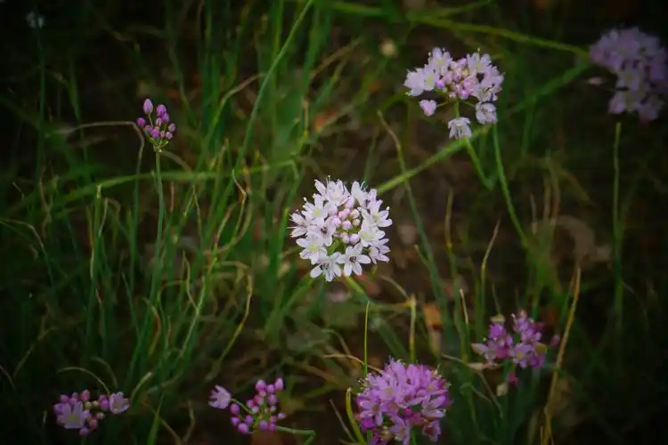 野韭菜花.