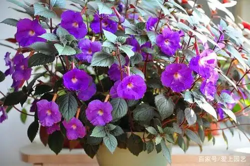 脚下生"虫子"的长筒花,苦夏最难熬,她却花满枝头,娇俏无比!