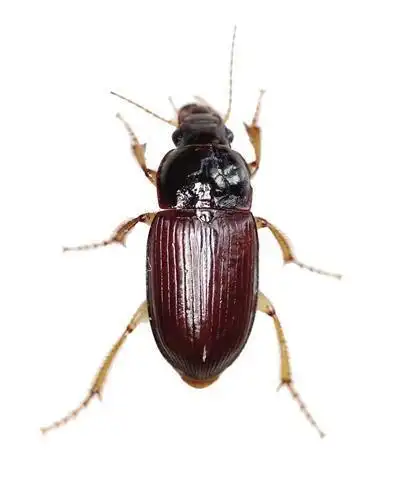 小甲虫蜂拥而至 原来是集体"搬家"