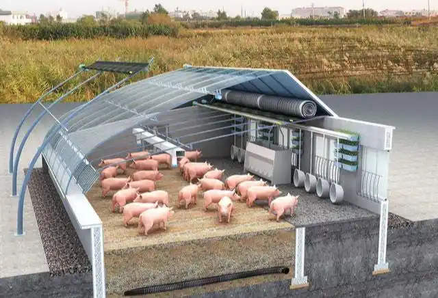 日光温室式养猪大棚可保证冬暖夏凉适合北方的全新养猪模式
