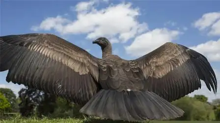 世界上最大的鸟,体型堪比飞机,只敢对小型动物下手!