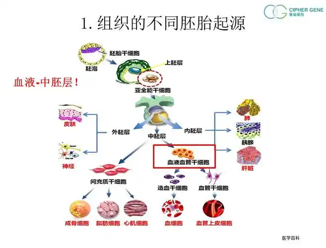 血液在胚胎发育上,是由中胚层发育而来的.