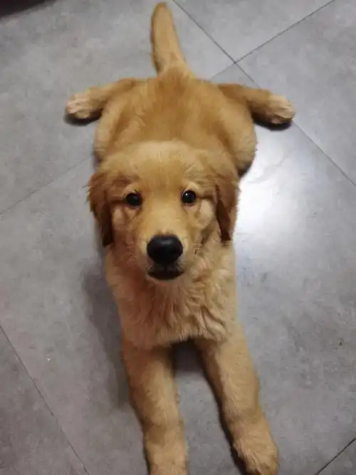 三个月大的小金毛每天该吃多少呀