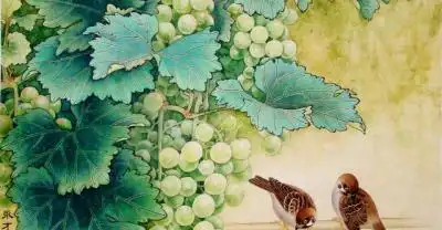 工笔画葡萄水珠画法,工笔葡萄画法染色步骤图解