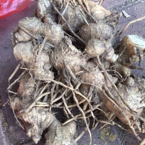 月子洗澡野生风姜枫姜月子姜现摘新鲜