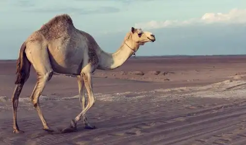 日落时分,孤独的骆驼在沙漠中沿着一条路走照片