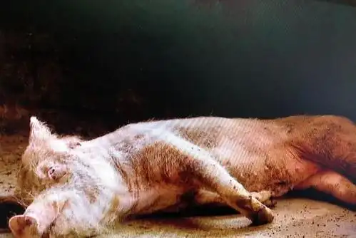 放在路边的病死猪不翼而飞,主人紧急报警!警方找到时猪已经被