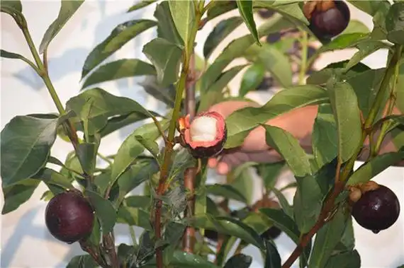 山竹适合在砂质壤土中生长,土壤ph值最好保持在5-6.5为宜.