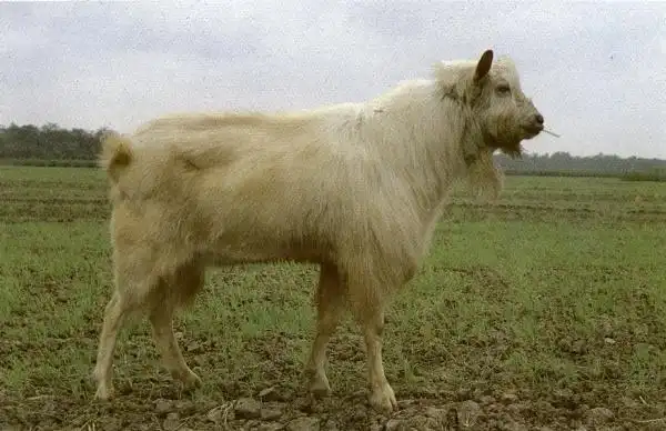 【羊种大全】黄淮山羊_养殖一点通