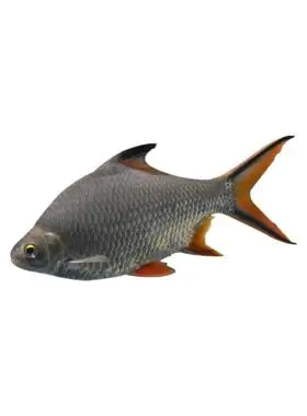 金凤鱼银凤鱼活体热带观赏鱼双线侧鱼泰国鲫金银元宝鱼包邮红银龙