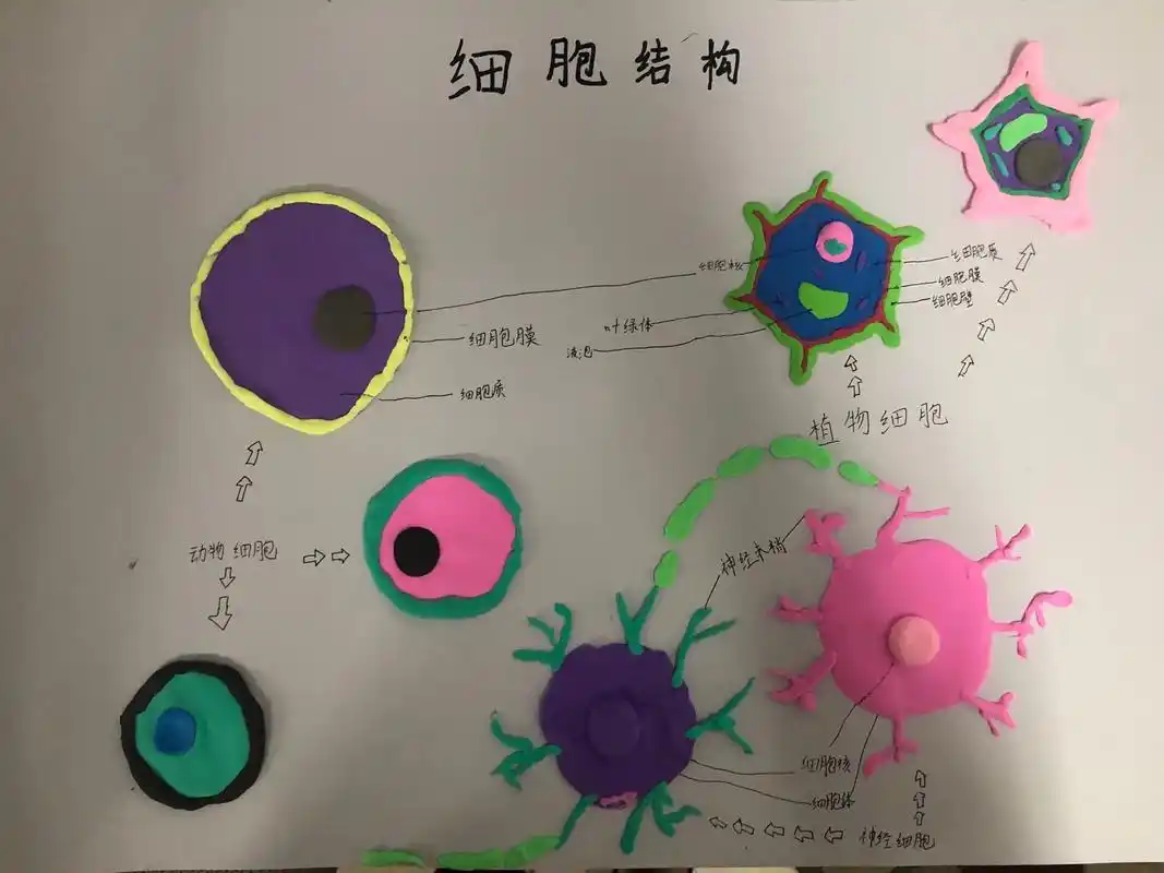 细胞 #植物细胞 #原创手绘 #动物细胞模型 #神经细胞 - 抖音