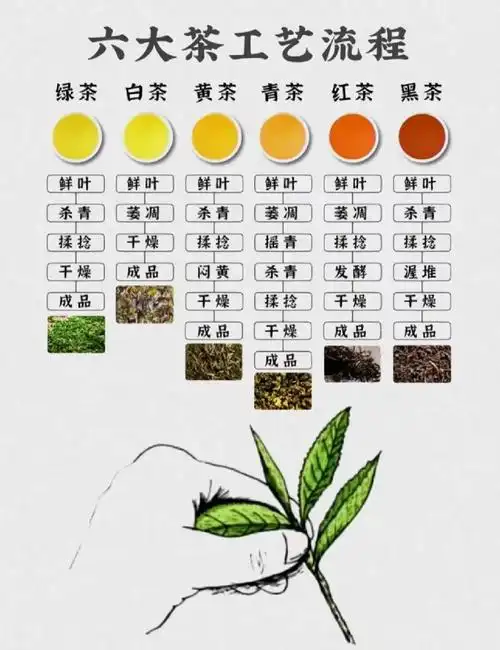 目前最全的中国茶知识,六大茶类入门教程不知道各位小伙伴们,你们都