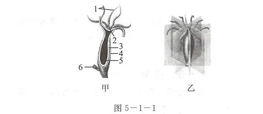 1图511甲为水螅的纵切面示意图请在下面的横线上写出水螅的各部分名称