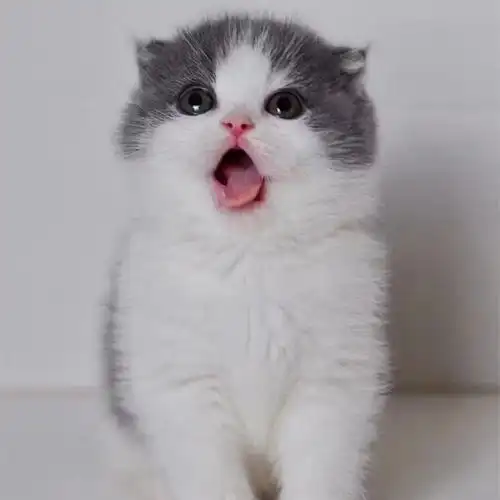 英短蓝白幼猫矮脚蓝猫折耳小猫活体宠物猫