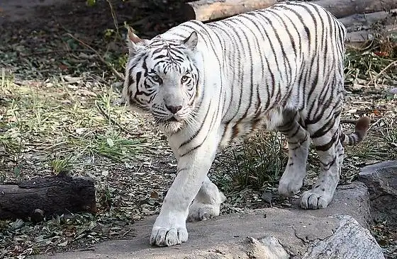 中国云南,缅甸,印度及孟加拉 白化孟加拉虎又称白老虎