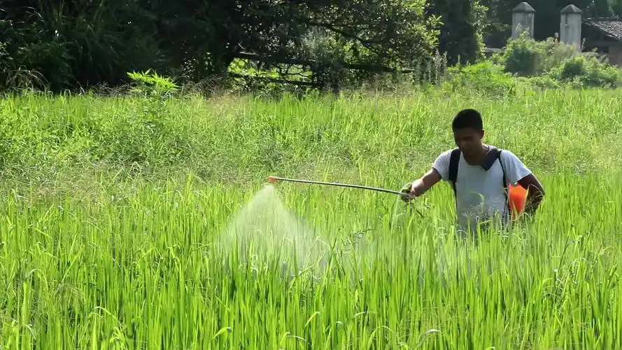 小邓高温天气打农药,7亩水稻田打了6桶农药,希望能产8500斤稻谷