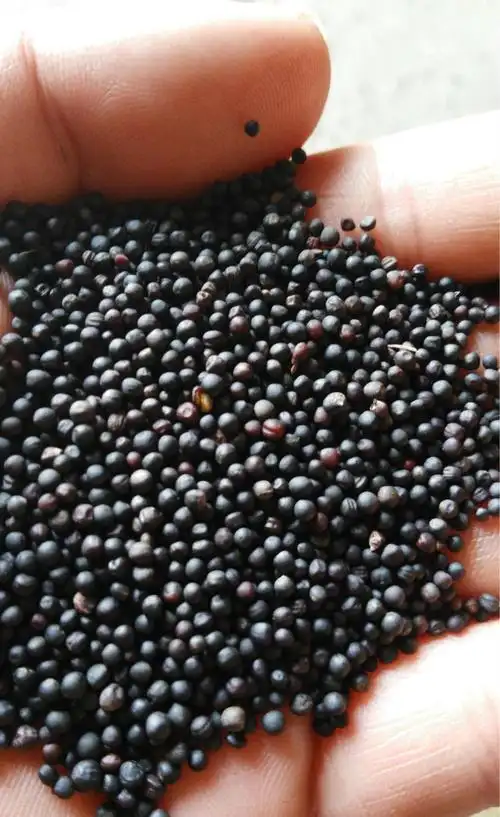 包邮 绵选油菜籽种子 杂交高产早熟油菜种子 甘蓝型油菜籽