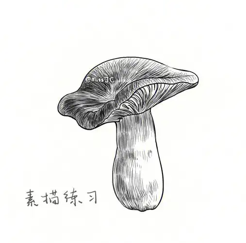 板绘素描练习单个物体蘑菇