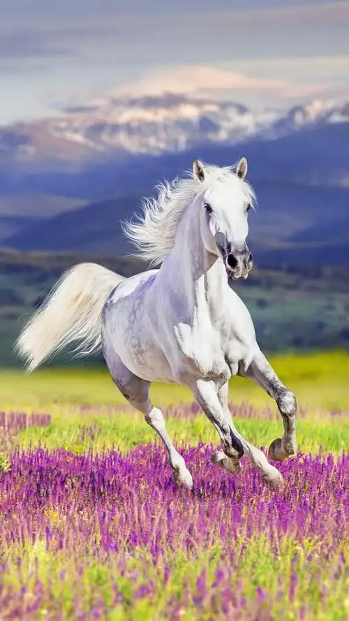 奔跑的白马,是否让你想到年轻时候的你?