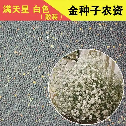 散装满天星花种子 易种阳台室内盆栽花卉花草 植物花籽粉白多年生