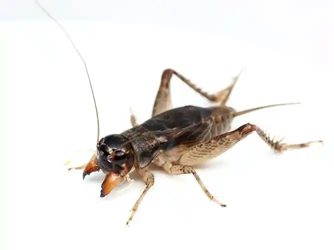 蛐蛐,蟋蟀中的大将军!