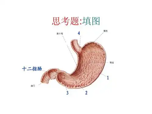 【医学ppt课件】胃的解剖与功能