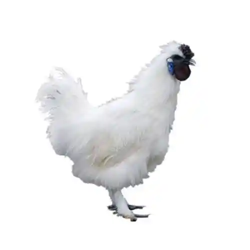 p>白羽乌骨鸡,属药,蛋,肉兼用型良种,全身披洁白羽毛,具有乌喙,乌舌