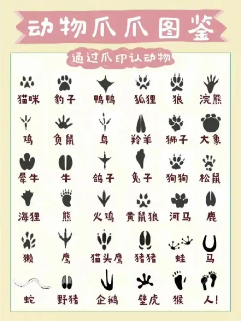 动物脚印图鉴