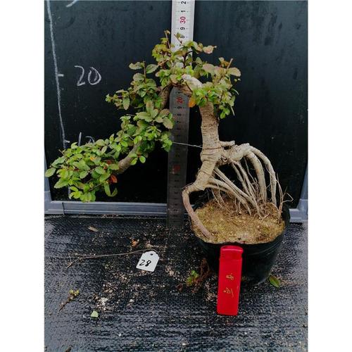 悬崖式小叶榆树盆景榔榆盆景临水式榔榆盆景一物一拍悬崖榆树盆景