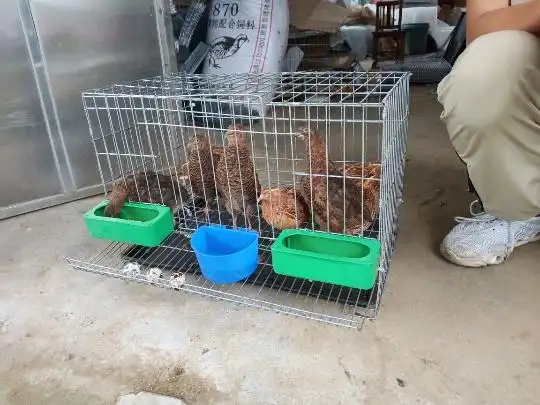 镀锌铁条加粗自动滚蛋家用产蛋鹌鹑鸟笼笼子鸟笼