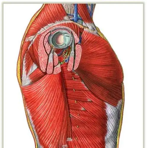 筋膜是个情绪体,或者说感情,如气愤,爱,兴趣等都存在于人体内;进行
