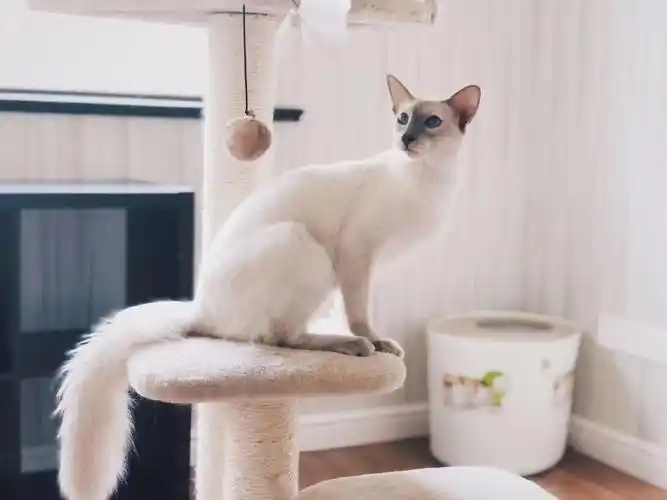 猫咪品种大盘点6:巴厘猫