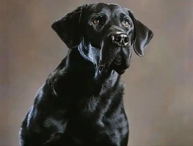 黑狗不讨喜?大错特错,它身上的优点数不胜数!