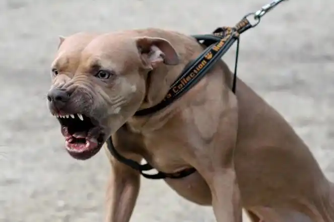 澳大利亚昆士兰州动物法拟议进行修改,狗咬人或将面临判刑