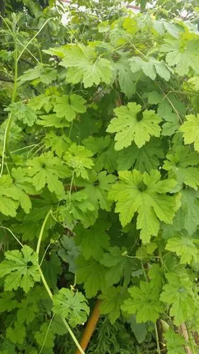 苦瓜,叶子好水嫩