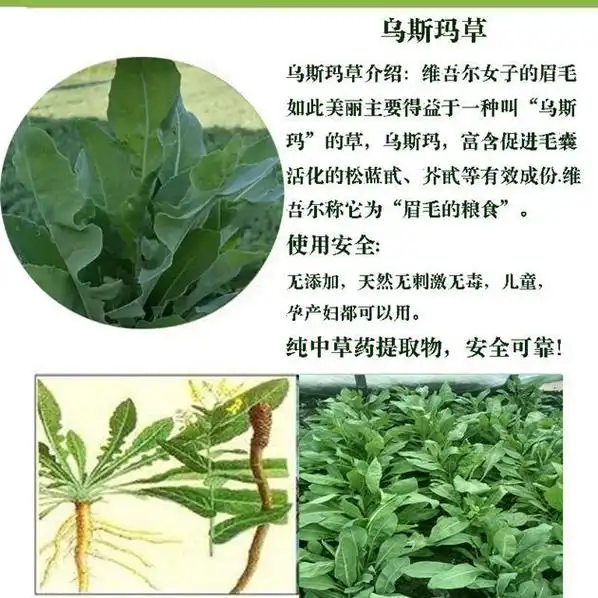 新疆乌斯玛草棒奥斯曼生眉棒乌斯曼草眉笔眉睫毛增生长液管装2支7厘米