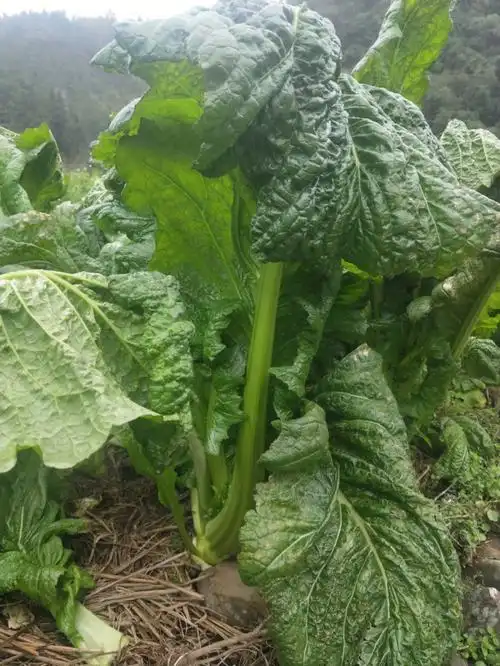 感觉好浪费啊只知道下面的叫菜头.整颗菜叫什么名字啊?98