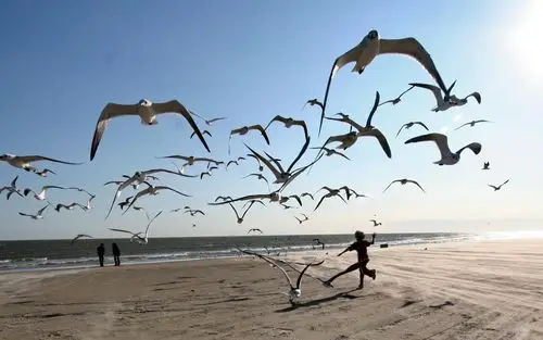 海边自由翱翔的海鸥