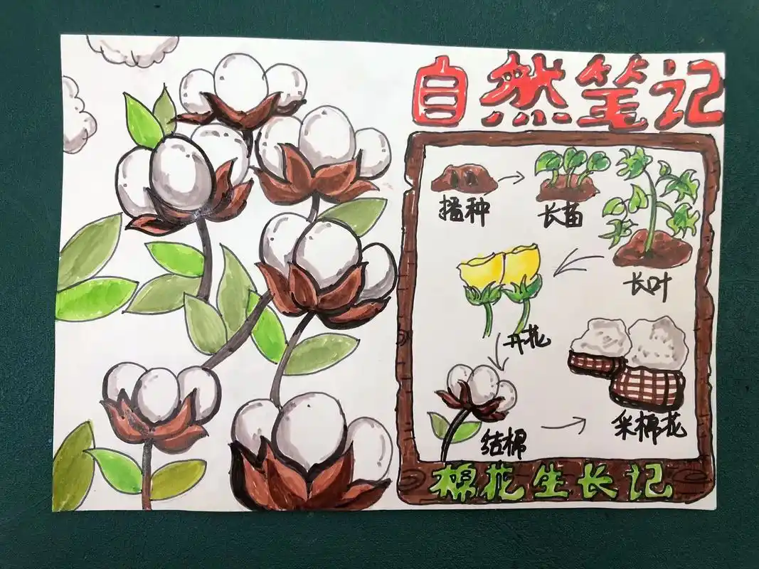 植物的生长过程你知道是怎么样的吗?今天一起来画 - 抖音