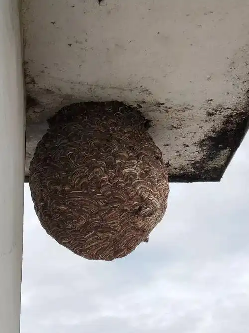 萍乡某小区惊现巨型马蜂窝!比脸盆都大,救援队出动.