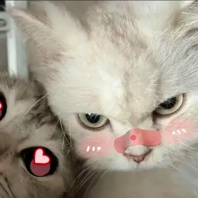 可爱宠物情侣头像一对